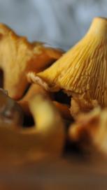 https://www.maggi.mk/sites/default/files/styles/search_result_153_272/public/SEM_Mushrooms.JPG?itok=kTgWNY-d